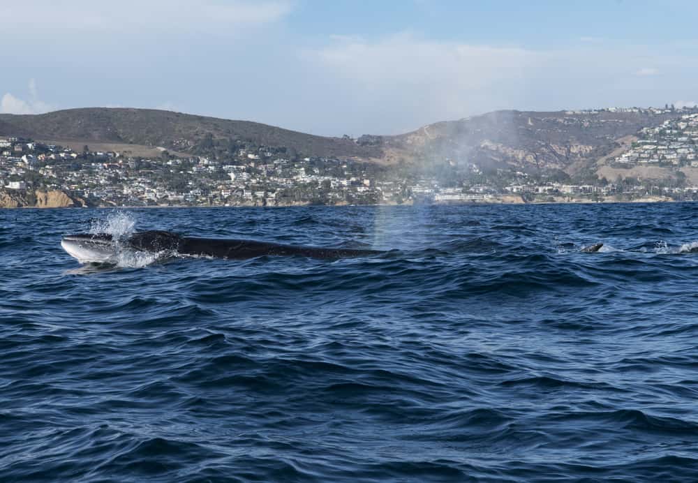 View of whales spouting with the California coast in the background