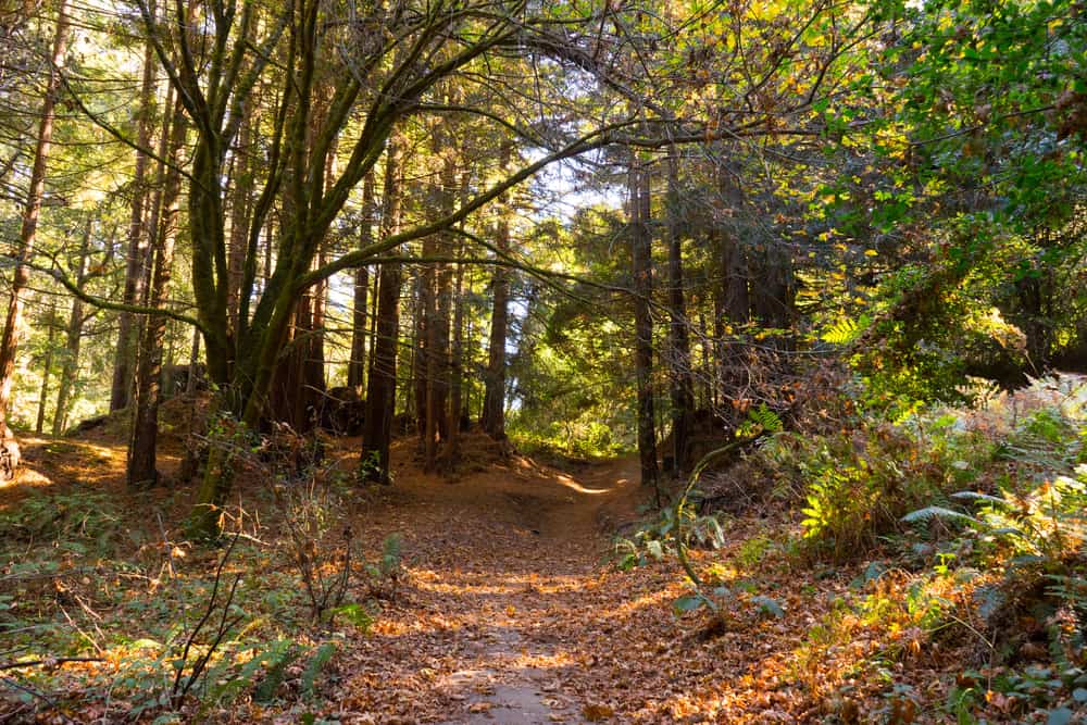 13 Amazing Santa Cruz Hikes to Tackle California Crossroads