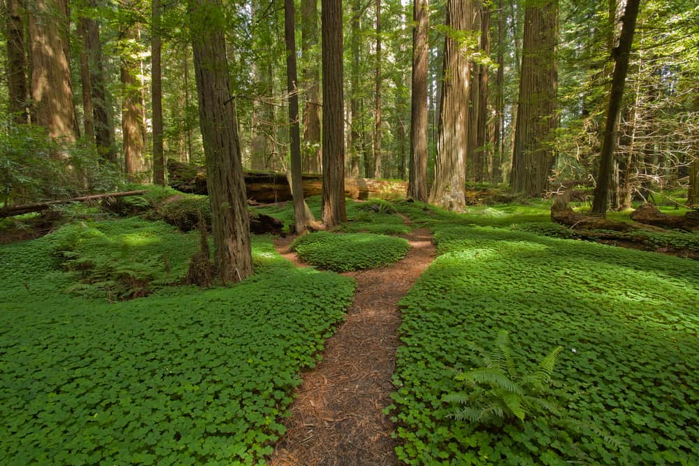 Bed of low-lying green fern and clover looking greenery with path and redwood trees in background.