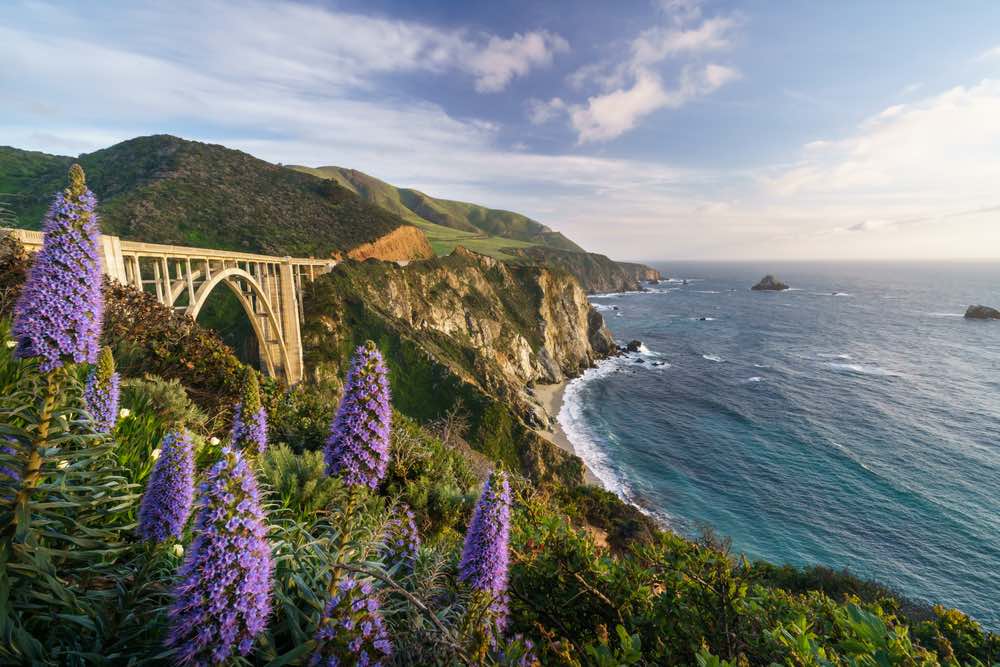 viewing the magnificent bixby creek bridge from the side of the road with lupines and the pacific ocean in view