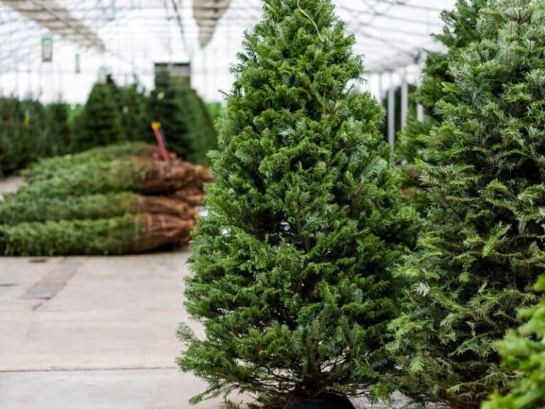 Northern California Christmas Tree Farms Near San Francisco, Tahoe