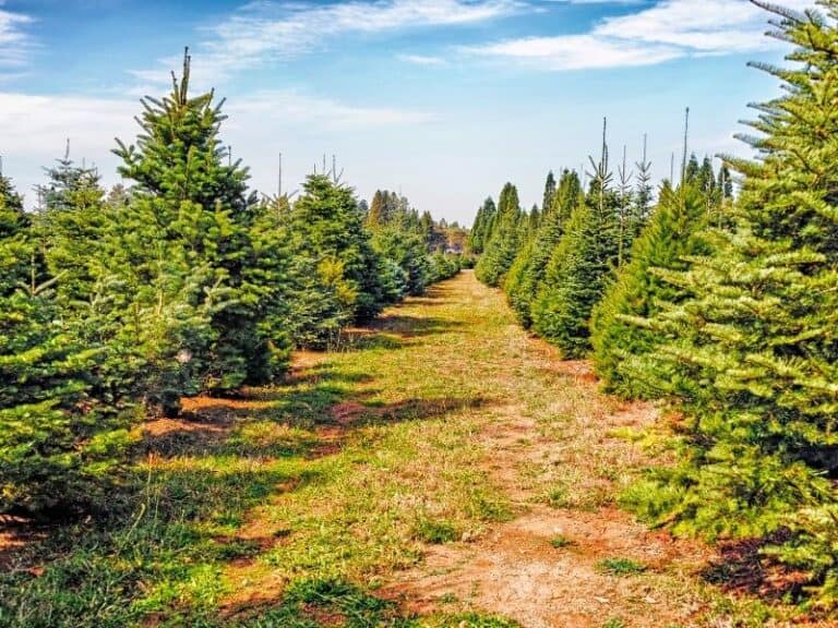Northern California Christmas Tree Farms Near San Francisco, Tahoe