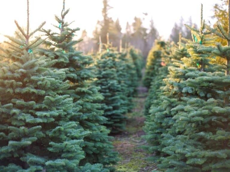 Northern California Christmas Tree Farms Near San Francisco, Tahoe