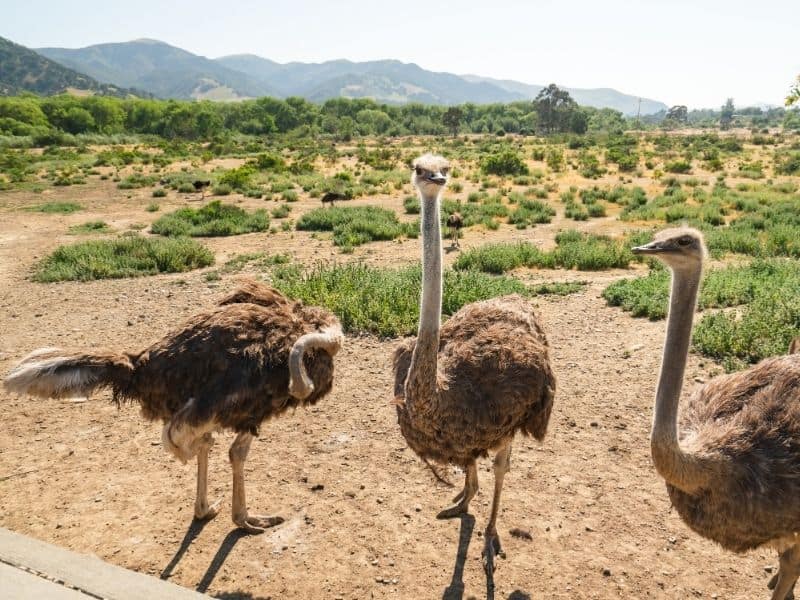 Three ostriches at an ostrich farm in Buellton, one in the middle is looking directly at the camera, with a brown landscape with green patches of shrubs behind them.