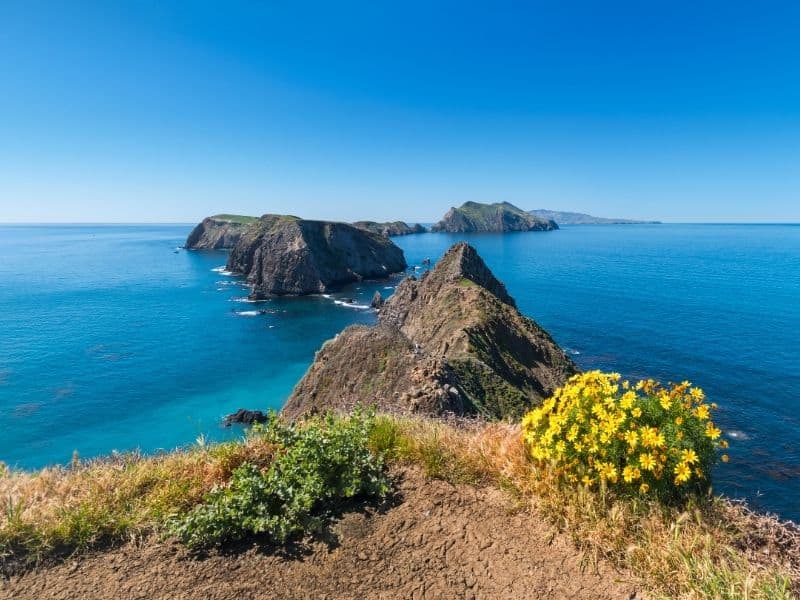 The most famous postcard-perfect view of the Channel Islands National Park: several islands in the archipelago with brilliant turquoise sea and a bush of yellow flowers in foreground.