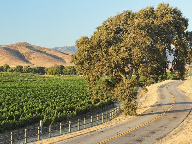 A lonely winding road going past a Santa Barbara County vineyard on a sunny summery day with golden hills and afternoon light.