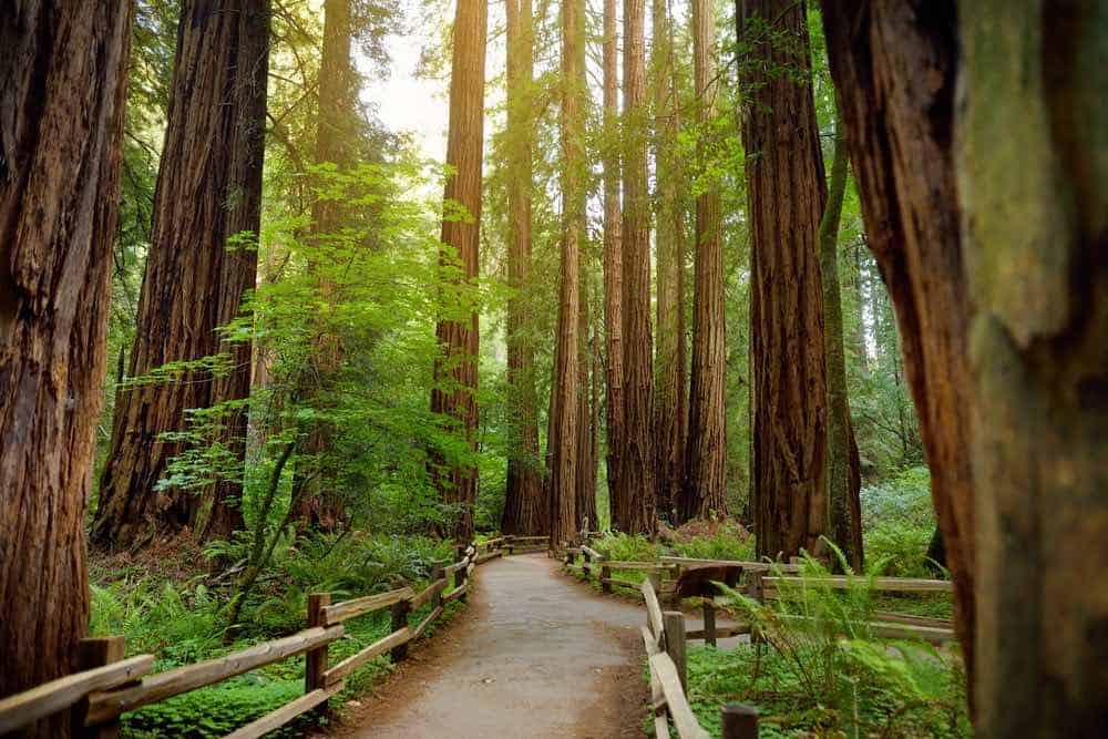 A path leading through a foggy redwood forest in Muir Woods, surrounded by tall red tree trunks of the redwood tree