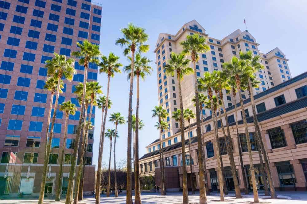 palm trees on a street in san jose skyline