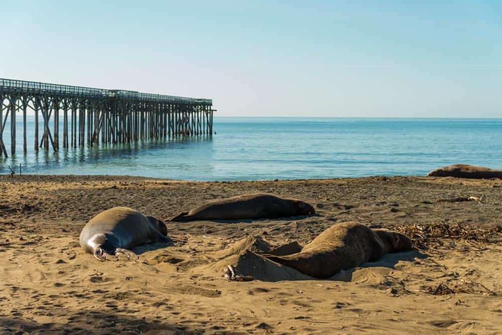 the pier at san simeon with calm waters and sandy beach