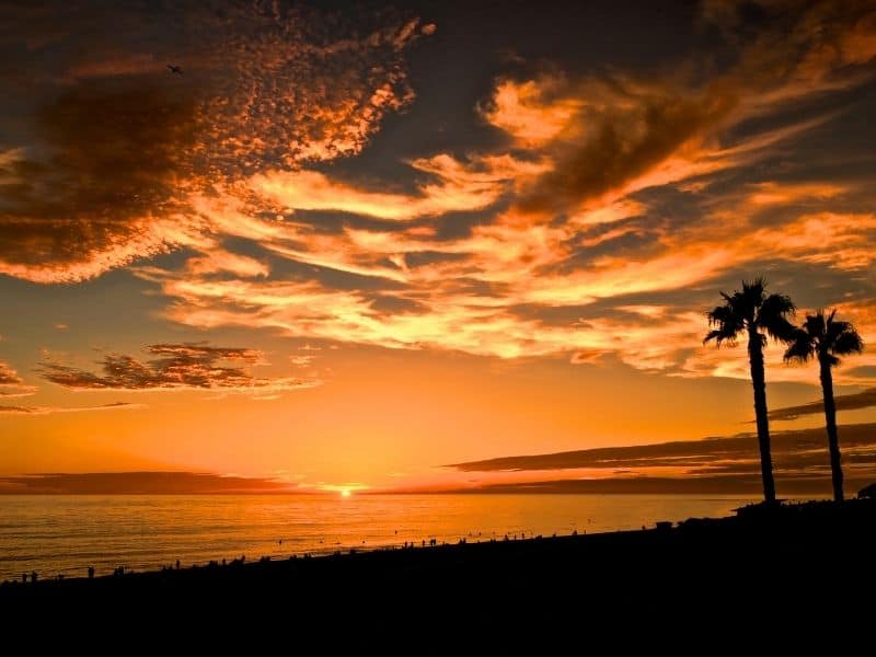 A brilliant orange sunset with lots of clouds and a black silhouette of two palm trees and a beach at Tamarack Beach in San Diego.