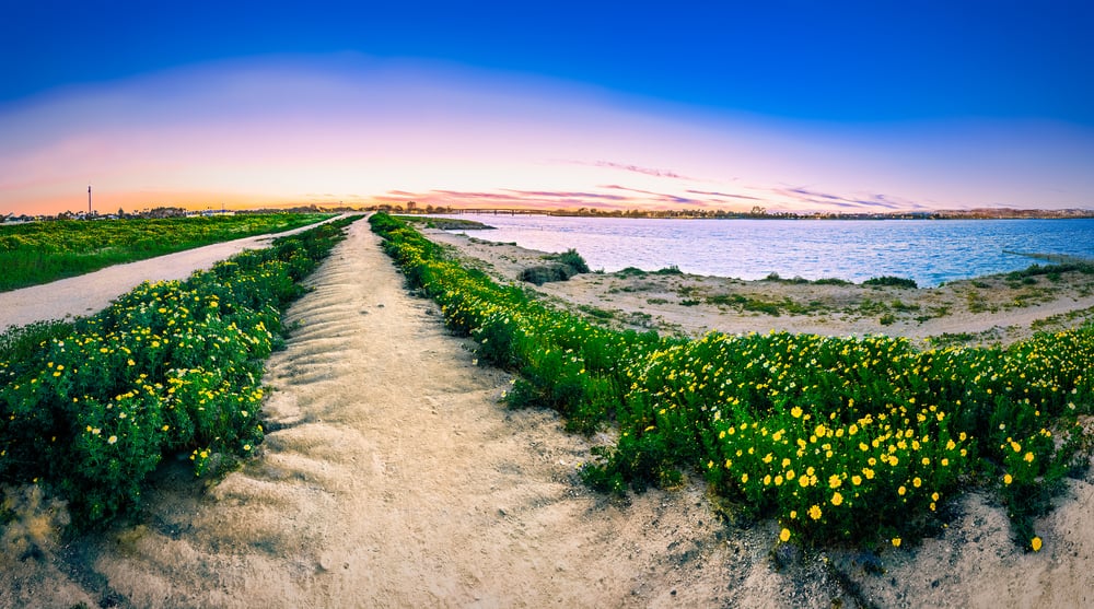 A beach in San Diego with yellow flowers in the foreground and sunset colors in the background, taken with a fisheye lens.