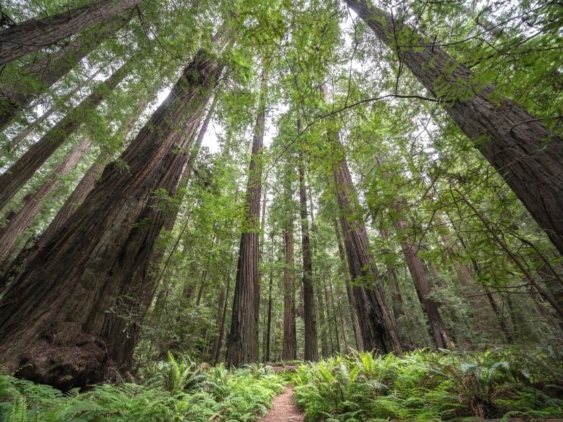 redwoods in california