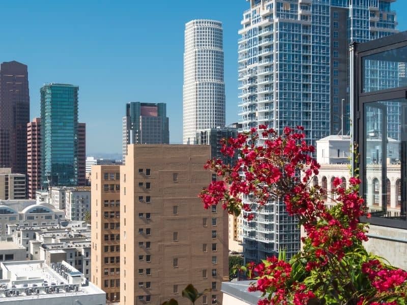 View from a Los Angeles rooftop with skyscrapers in the background and red flowers in the foreground.