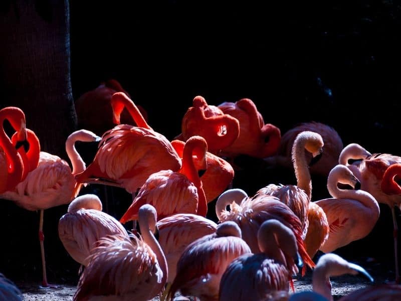 Artsy black and pink photo of flamingoes in the Los Angeles Zoo