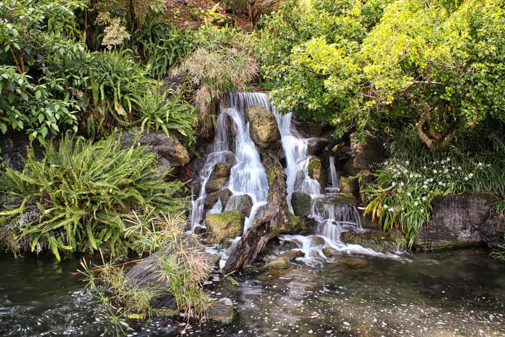 Small waterfall around beautiful foliage and plants in the Los Angeles Arboretum and Botanic Garden, one of the best outdoors things to do in LA.