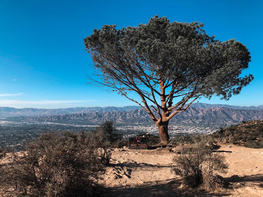 One lone tree up on a hill with the LA skyline below it on a sunny day