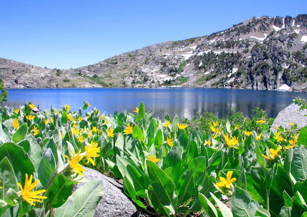 A view of Winnemuca Lake, a popular East Tahoe hike, with green plants with yellow flowers at the rim of the lake, blue flat water, and mountains which rim the lake.