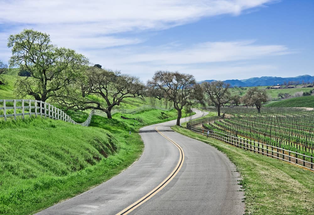 An empty winding road with green hills and trees with empty vines picked from the harvest on a late fall or winter day in Santa Barbara wine country.