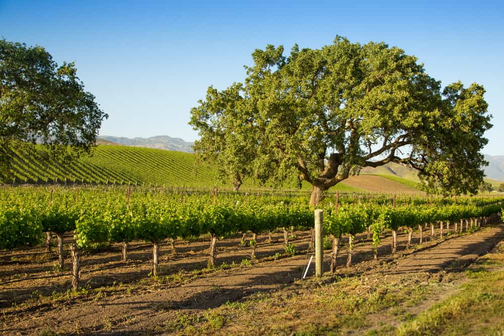 Two trees with lots of grapevines in a beautiful Santa Barbara winery on a sunny cloudless blue sky day.