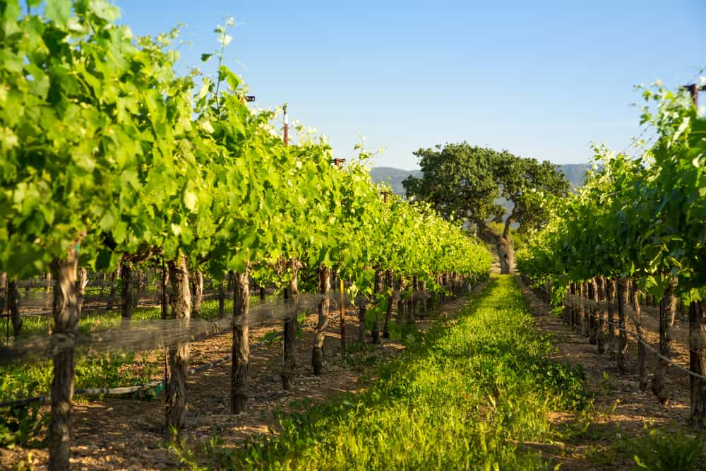 Low angle close up of green grape vines in spring with an oak tree in the distance.