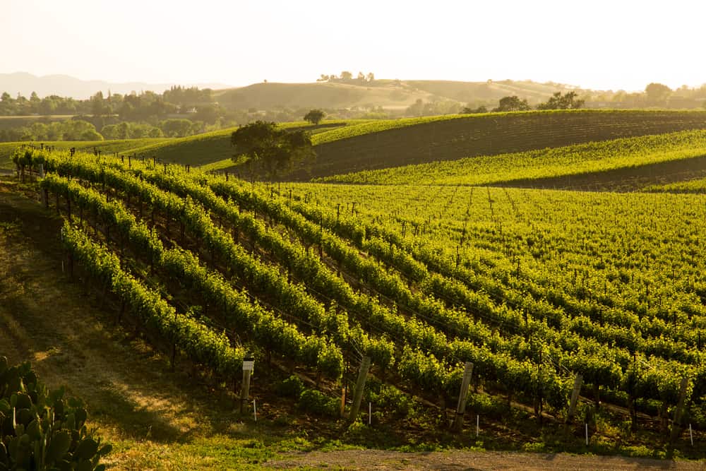 Late afternoon light setting over a beautiful rolling hill full of grapevines in Santa Barbara wine country.