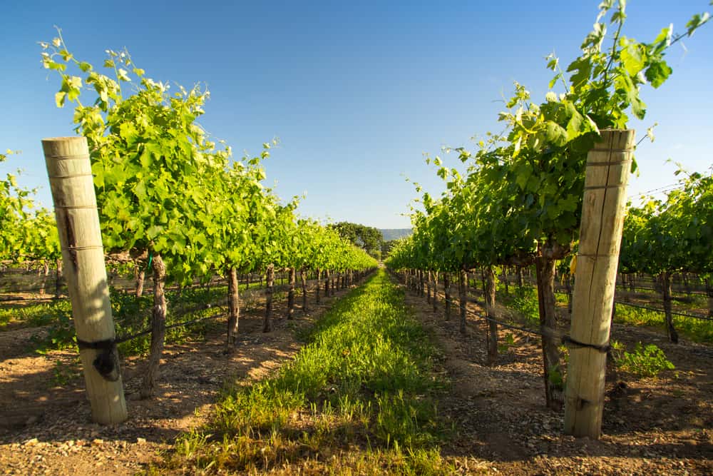 A low angle, vanishing point perspective photo of a Santa Barbara vineyard growing white wine grapes.