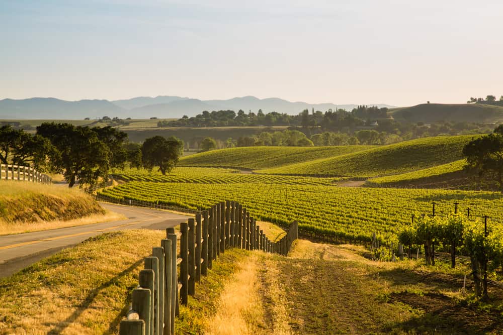 Late afternoon sunlight casts a golden glow over a beautiful Santa Ynez Valley winery in Santa Barbara County, with a fence, several oak trees, and tons of hills of rolling vineyards.