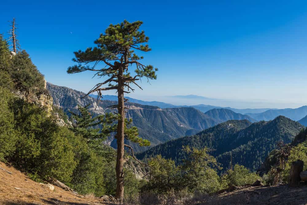 One lone tree with a tall trunk, overlooking the mountains of Angeles National Forest covered in trees on a blue sky day on a road trip from LA