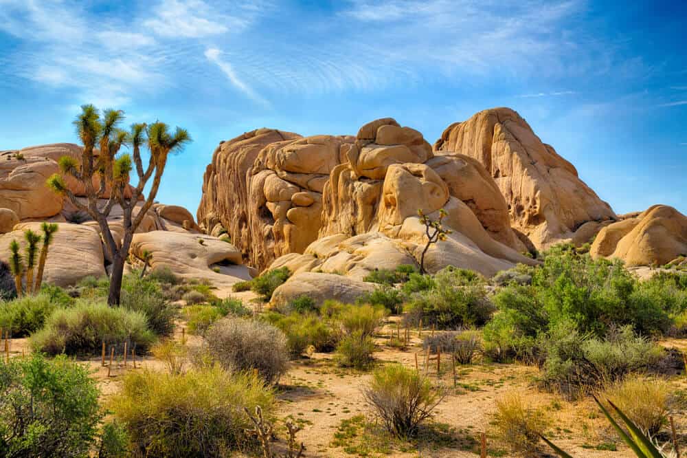 Two small joshua tree plants, which are small trees with spiky leaves at the edge of their branches, in a desert landscape with red rocks and a blue sky.