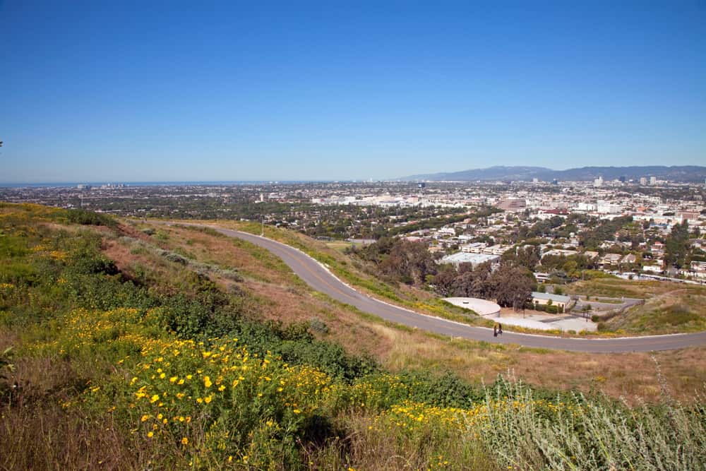 Yellow wildflowers in the foreground, looking over a road, and in the distance there is a city skyline and the ocean off in the horizon line.