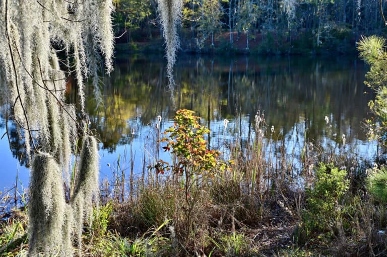 Best Camping Near San Diego 9 Incredible Beach & Inland Campsites