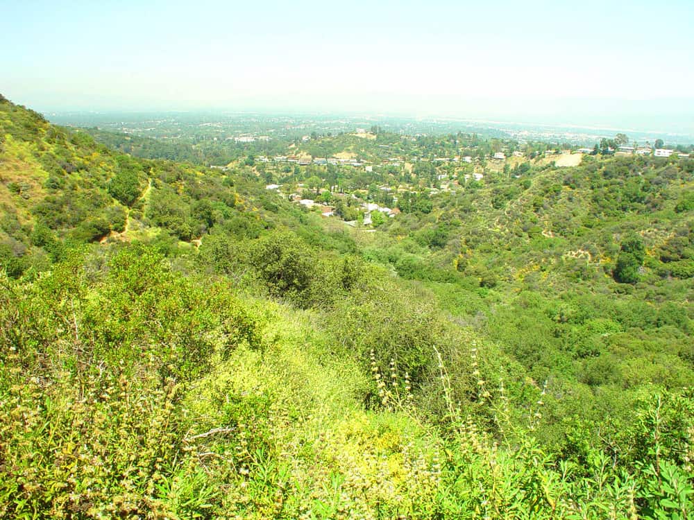 Brilliant green grass and plant life over the view of the city below it in the distance on a popular Los Angeles hike.