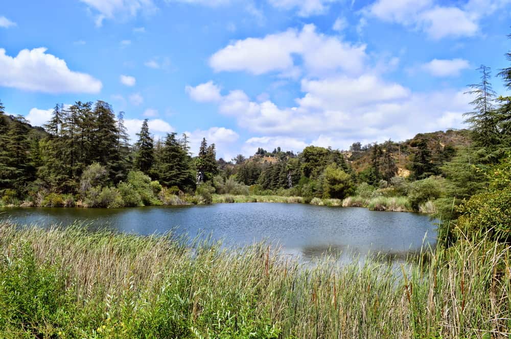 Tall reedy grass surrounding a small pond or lake, with trees and other plant life around it, on a cloudy day.