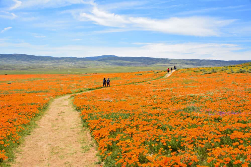 People walking through a wide path of orange california poppies in spring in Antelope Valley