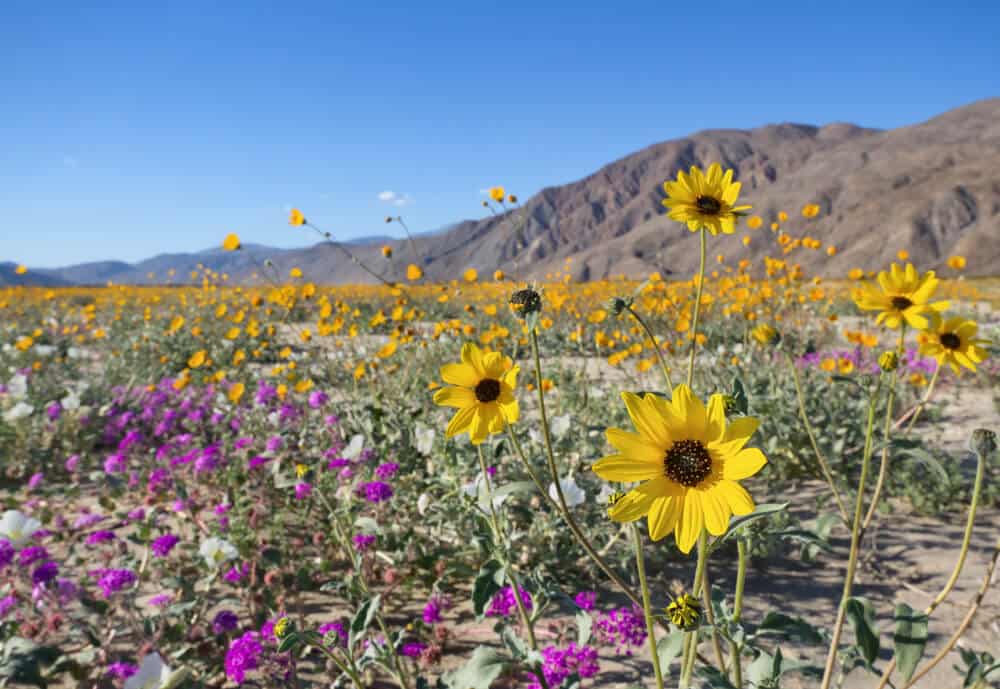 Yellow and orange desert wildflowers in California in Anza Borrego.