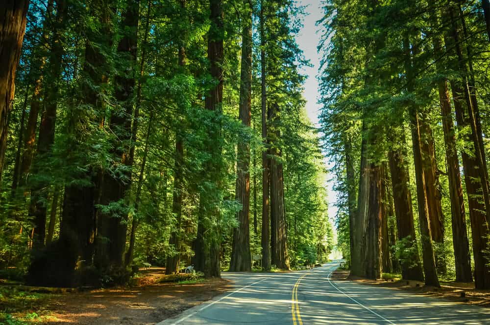 Brilliant green redwood trees lit up by the daylight as a highway goes through the middle of them with no cars on it.