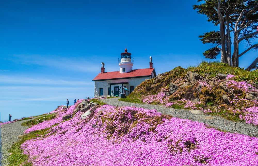 The white and red-roof lighthouse of Battery Point Lighthouse in Crescent city with the lead-up to the lighthouse completely covered in a blanket of pink flowers