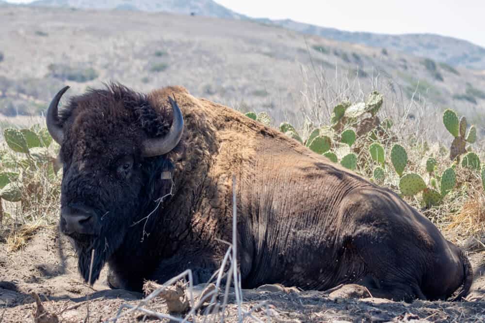 An American bison with horns sitting in a desert-looking atmosphere with cactus in the background on Catalina Island.