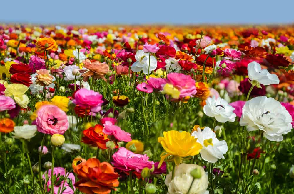 Close up view of red, white, yellow and pink ranculus flowers in a flower field in California in Carlsbad.