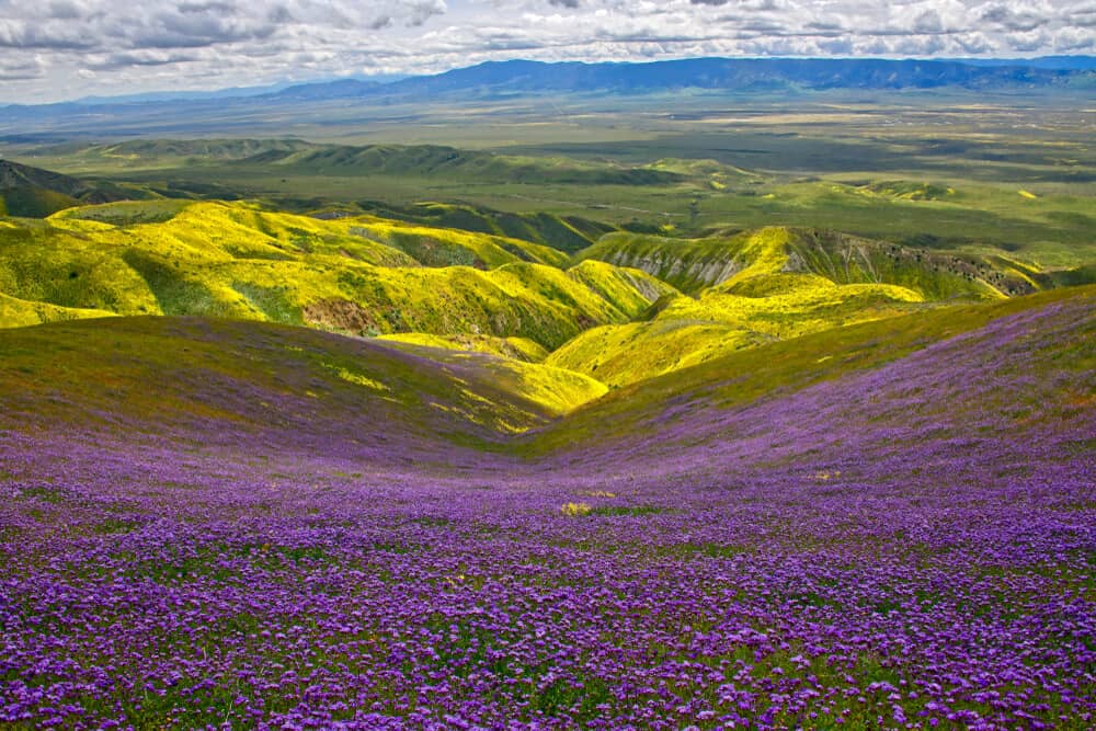 Purple field of flowers in Southern california next to a field of yellow flowers in spring in California