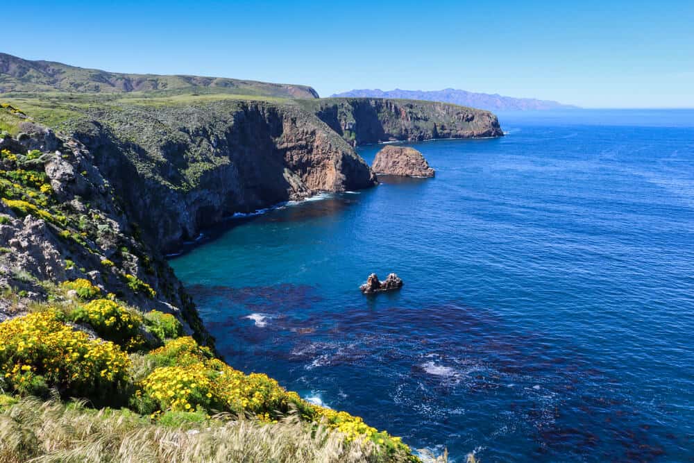 The rocky coastline of Santa Cruz island in the Channel Islands National Park, next to brilliant blue water, with yellow flowers on the cliff edge.
