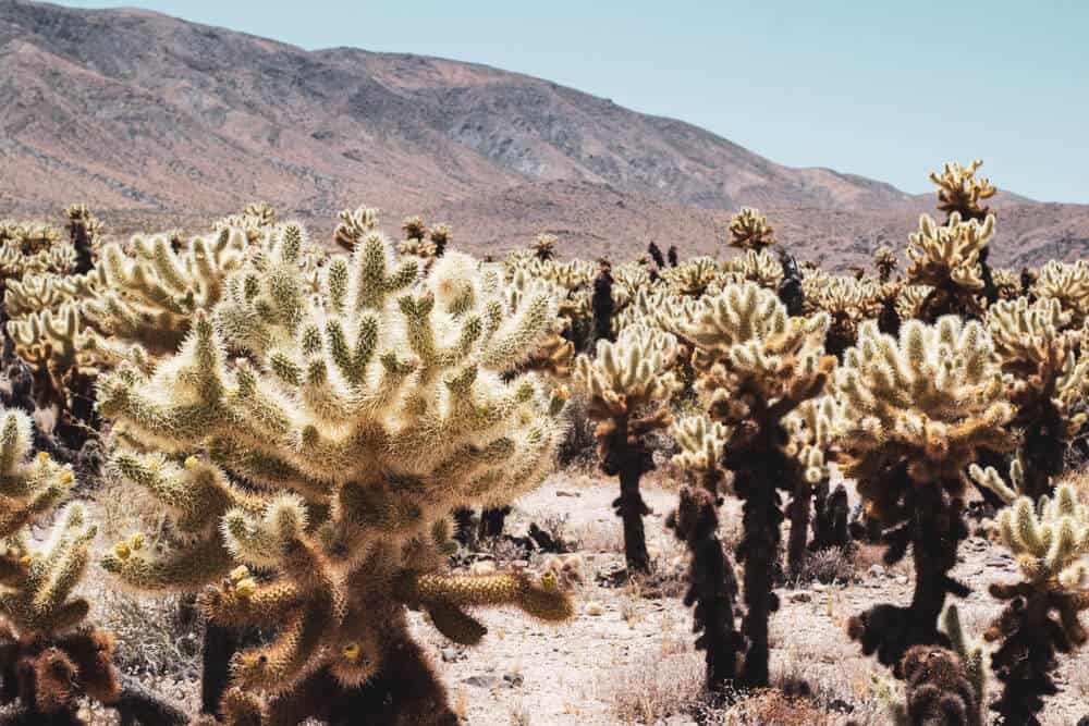 cholla cacti in Joshua tree national park during the midday sun