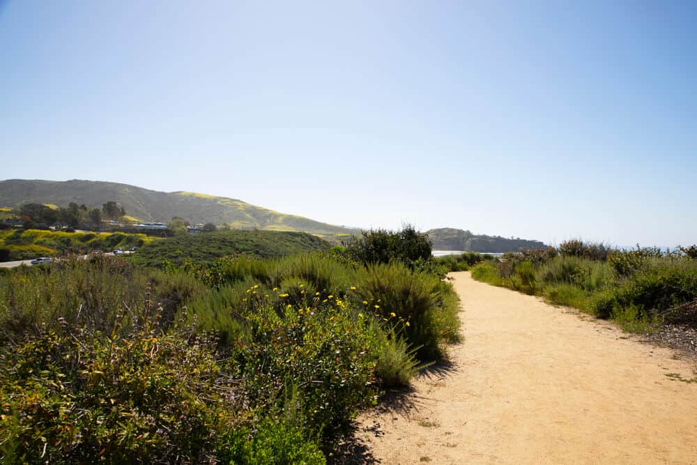 Hiking through the hills of Crystal Cover State Park in the spring, a sandy orange trail snaking through grass with an ocean view in the distance.