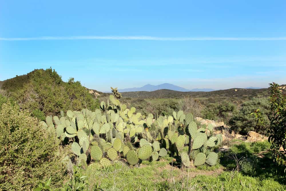 Cactus surrounded by rolling hills in Crystal Cove State Park with a blue sky on a sunny day hiking in Orange County