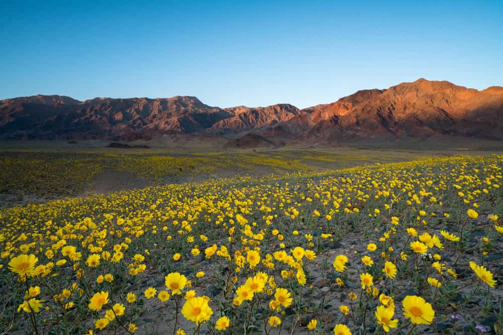 Yellow flowers on the valley floor of Death Valley, wildflowers in spring in California