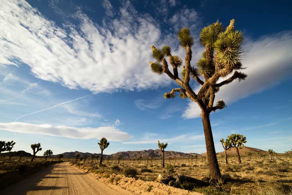 A large looming Joshua Tree, with green spikes at the end of its branches, on the side of an unpaved desert road in Joshua Tree National Park, on a partly cloudy day.