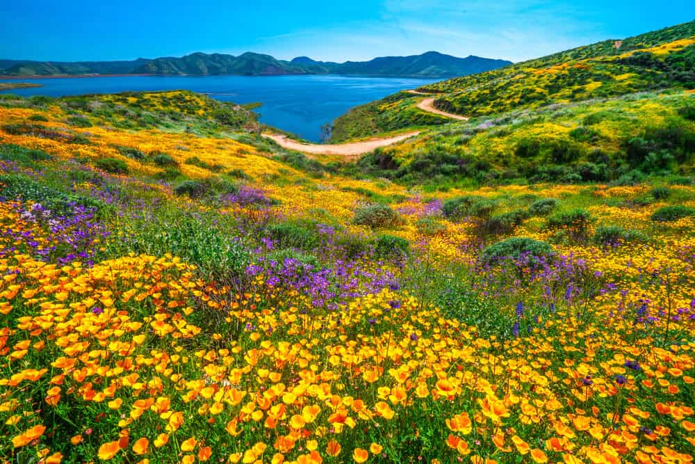 California spring wildflowers in orange and purple and green in front of blue lake.