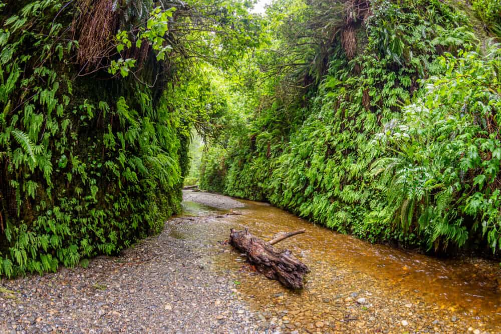 Green ferns covering the sides of the canyon walls, with a small rocky pebbly stream running through it with a broken log in the middle.