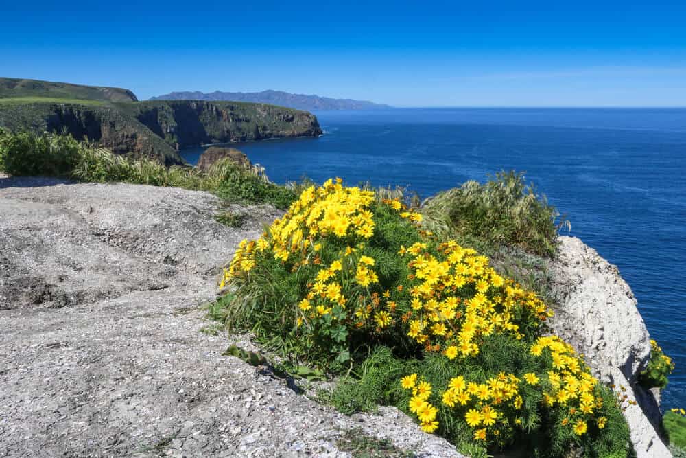 Yellow flowers coming out of a gray rock on an island in Channel Islands National Park with blue ocean in the background.