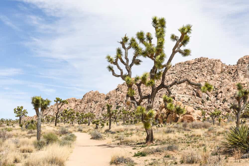 a hiking trail in joshua tree national park